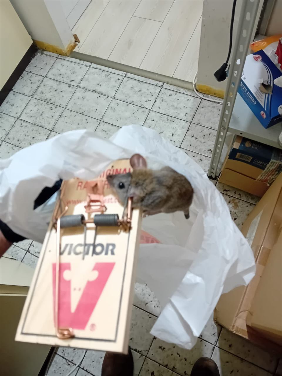 עכבר שנלכד במלכודת נשך קלאסית