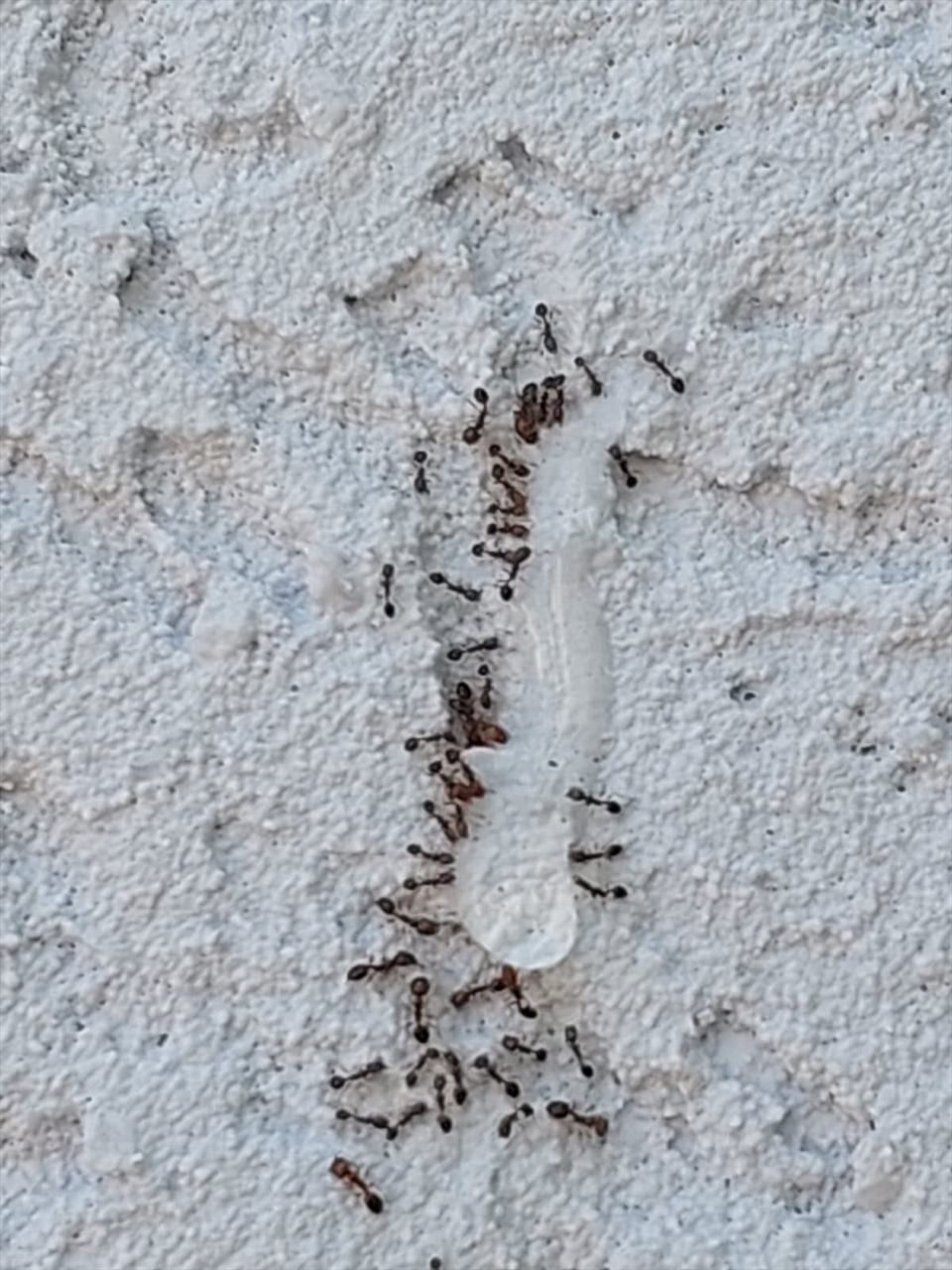 שביל נמלים פעיל על קיר חיצוני