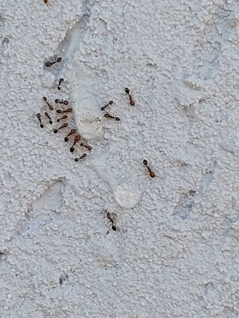 תקריב על שביל נמלים