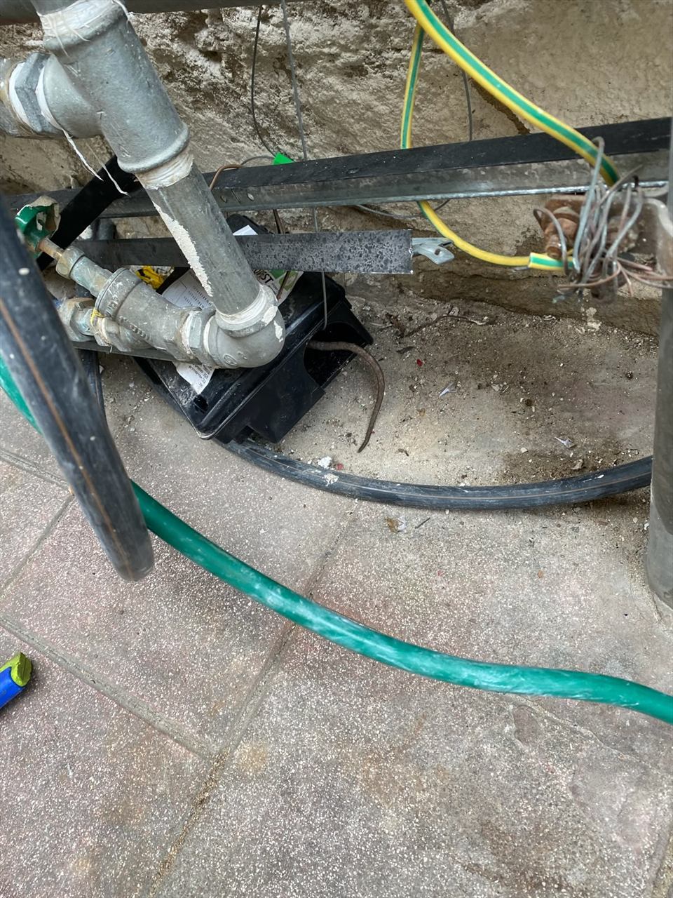 תחנת האכלה מוצבת מתחת לצנרת, בנתיב מעבר מכרסמים