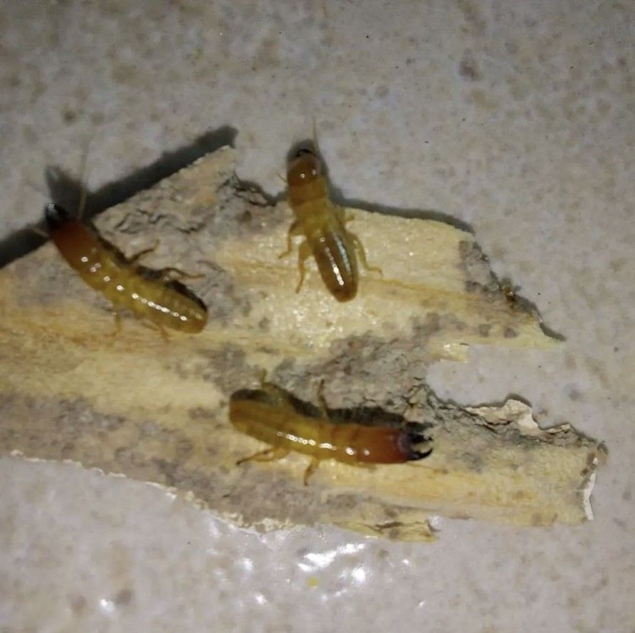 טרמיטי עץ על חתיכת עץ נגוע