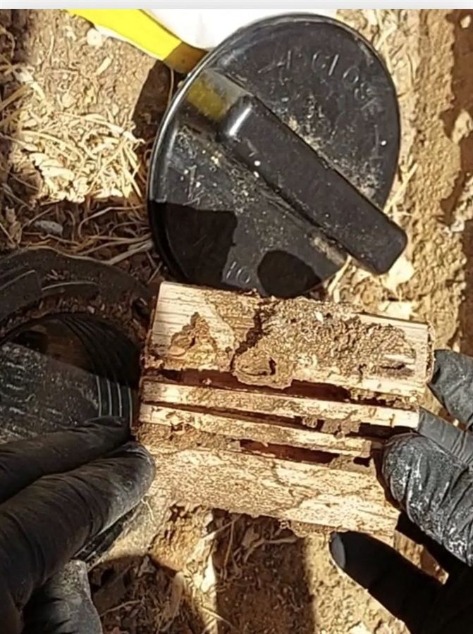 תחנה תת-קרקעית פתוחה ובה עץ ניטור שהטרמיטים חצבו בו